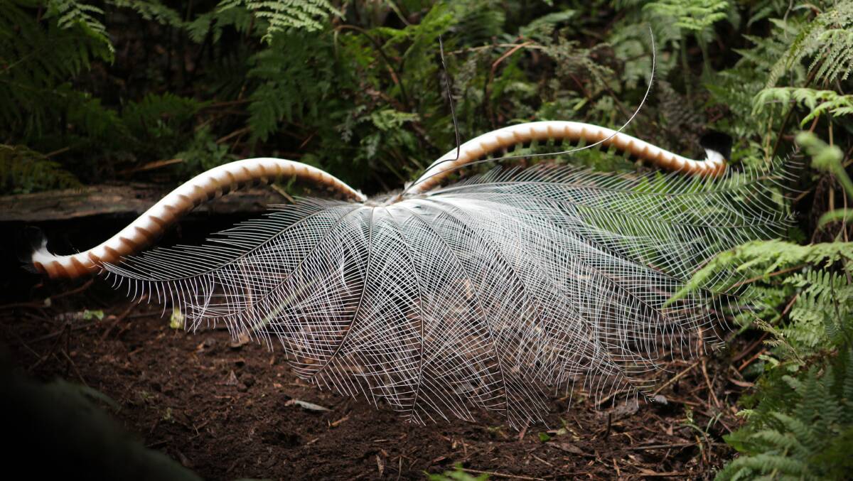 'Baby, it's dangerous out there': UOW study shows how male lyrebird uses deceit to lure a mate