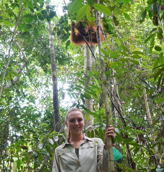 Endangered habitat: Lyndl Kean with an inquisitive orangutan above her. 
