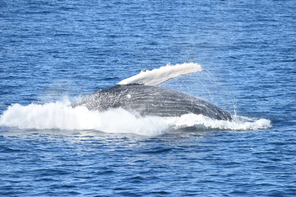 The whales breached and played on their way up from Minnamurra. Picture: ANTHONY CRAMPTON