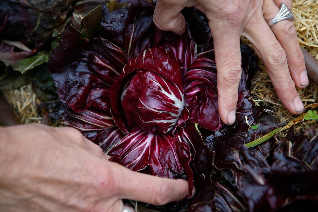 HEADS UP: The more bitter lettuces, such as radicchio, are in season and contrast well with slow-cooked winter dishes.