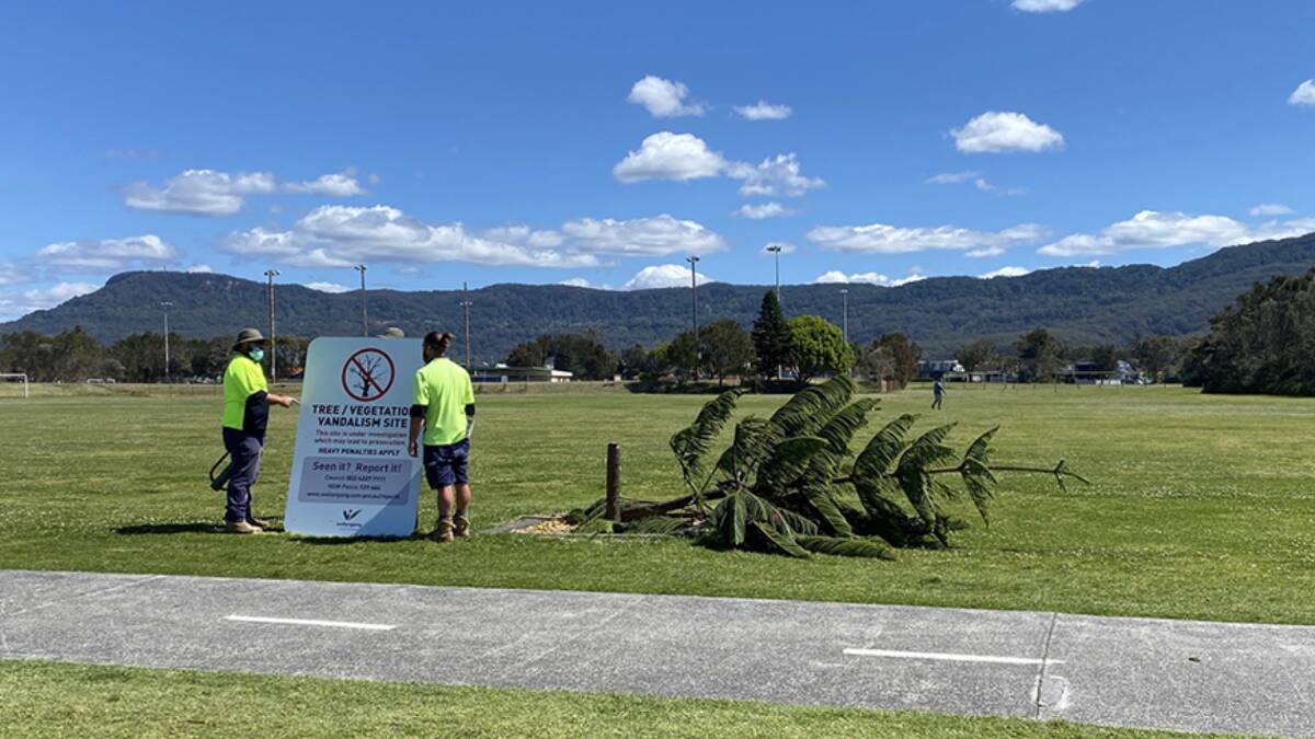 CONSEQUENCES: Council workers erecting one of the tree vandalism signs next to a downed Norfolk Island pine at Towradgi.