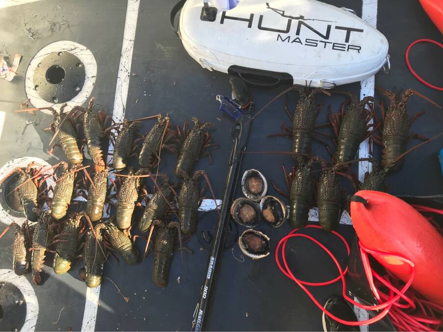 SHELLFISH BEHAVIOUR: The haul of 23 rock lobsters. Picture: NSW DPI.