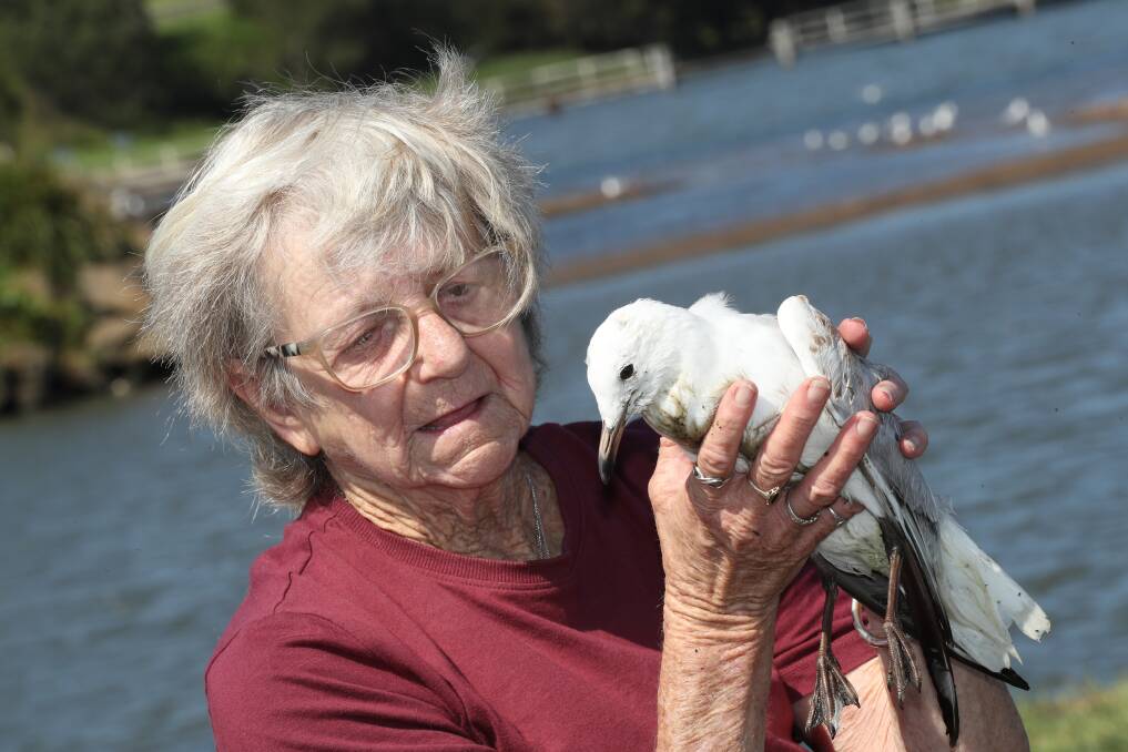 Betty Spilstead on the Lake Illawarra shore at Berkeley with a weak young gull. Picture by Robert Peet.
