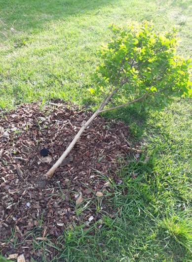 MacCabe Park: Three newly planted Crepe myrtles were destroyed in recent days. Picture: Wollongong City Council.
