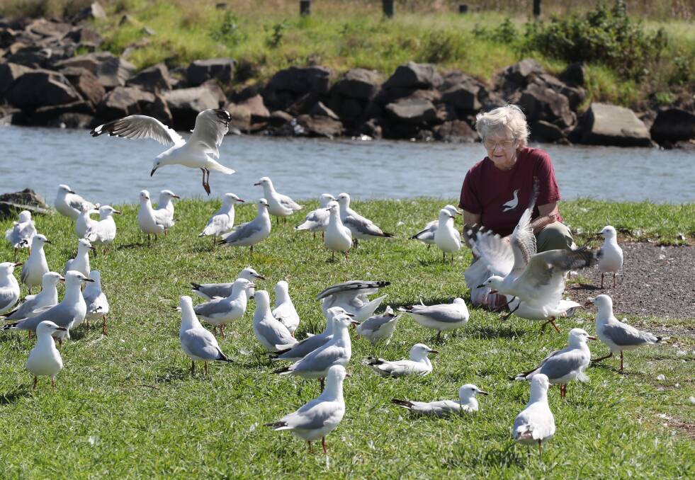 Betty Spilsted says t he seagulls have been dying from malnutrition, not disease or poison. Picture by Robert Peet.