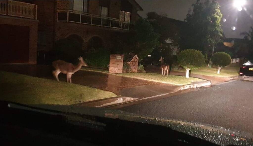 FUNNY LOOKING DOG: These wild deer were spotted on Surfside Dr at Port Kembla on Wednesday night. Picture courtesy MARIA CICCONE.