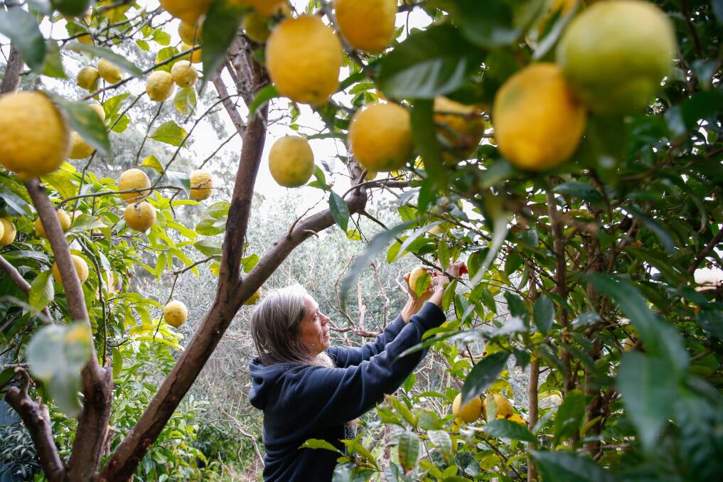 Lemon marmalade is easy to make and can take advantage of a surplus of citrus, says Sarah Anderson, pictured here among her trees. Picture: ANNA WARR.