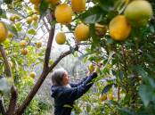 Lemon marmalade is easy to make and can take advantage of a surplus of citrus, says Sarah Anderson, pictured here among her trees. Picture: ANNA WARR.