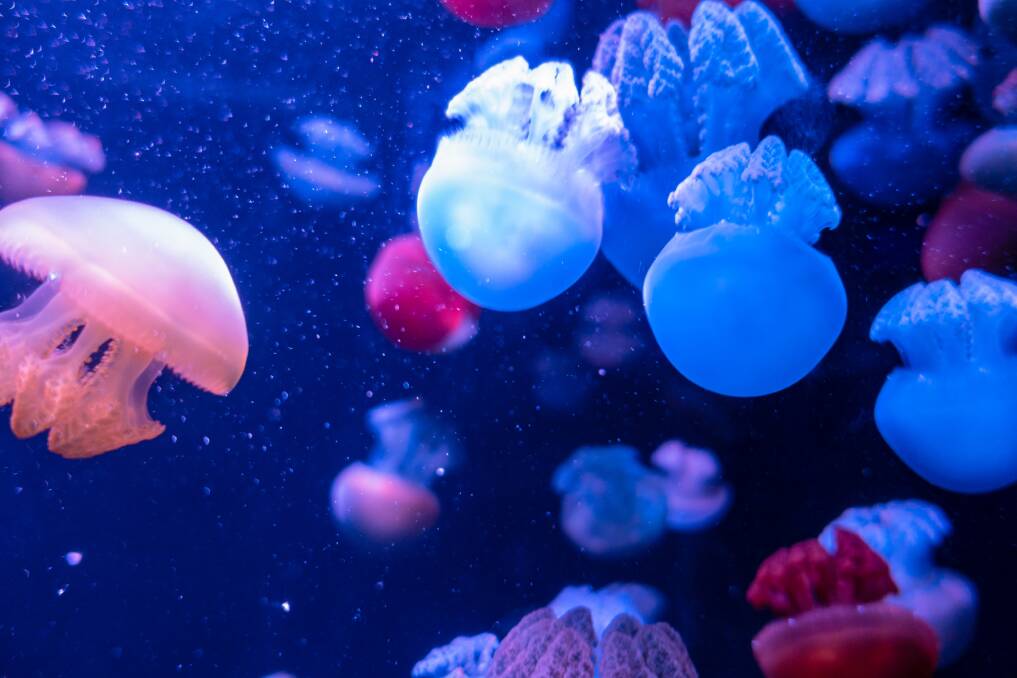 Catostylus mosaicus jellies. Jellyfish have been a menace for nuclear plants worldwide.