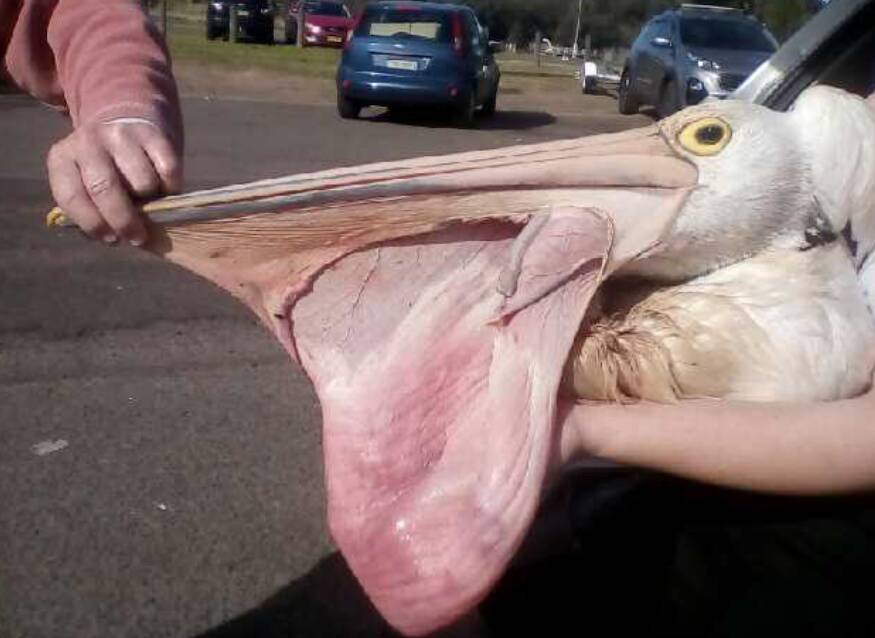 DESTROYED: The injuries to one of the mauled pelicans at Lake Illawarra. There have been five in three weeks.
