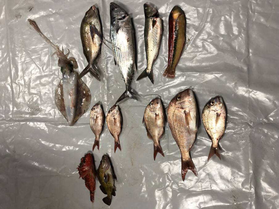 BAD CATCH: Some of the fish which were being sold on the spot illegally at the Hanging Rock boat ramp in Batemans Bay.