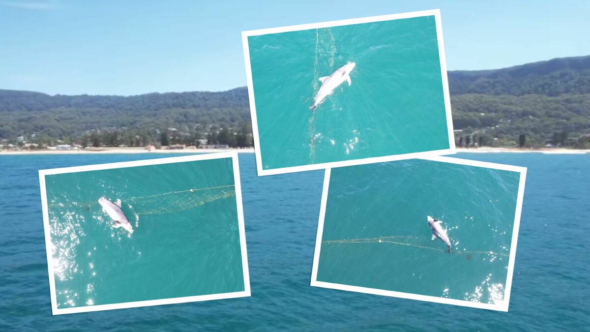 Stills from drone video show the dead dolphin stuck in the shark net which killed it. Pictures supplied by Peter Armstrong.