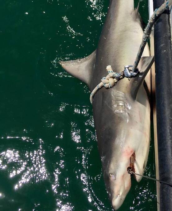 The tags are designed to 'pop off' after 120 days attached to a shark. Picture: DPI.