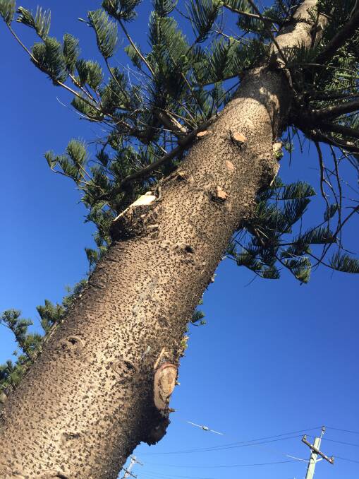 Council job: The Norfolk pines at Bulli have been heavily lopped, opening up the view from houses, but potentially emboldening vandals, resident says.