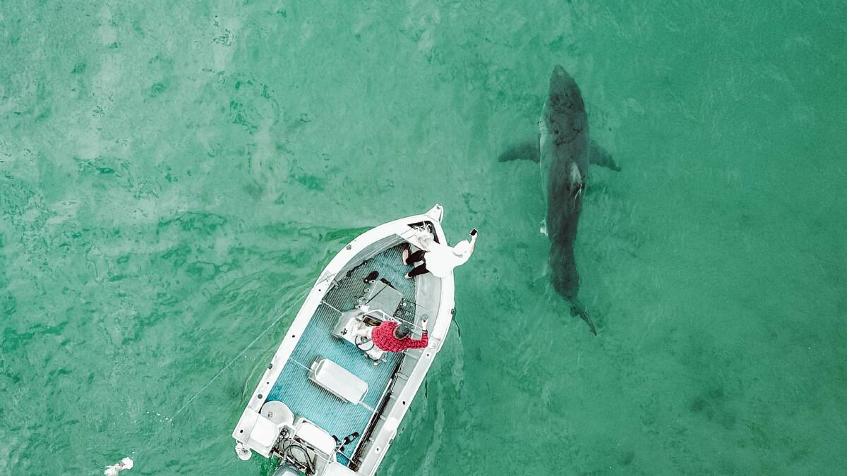 INTEREST: Fisherman keep an eye on one of the large sharks that was drawn to a whale carcass at Bulli last September. Picture: George Matts.