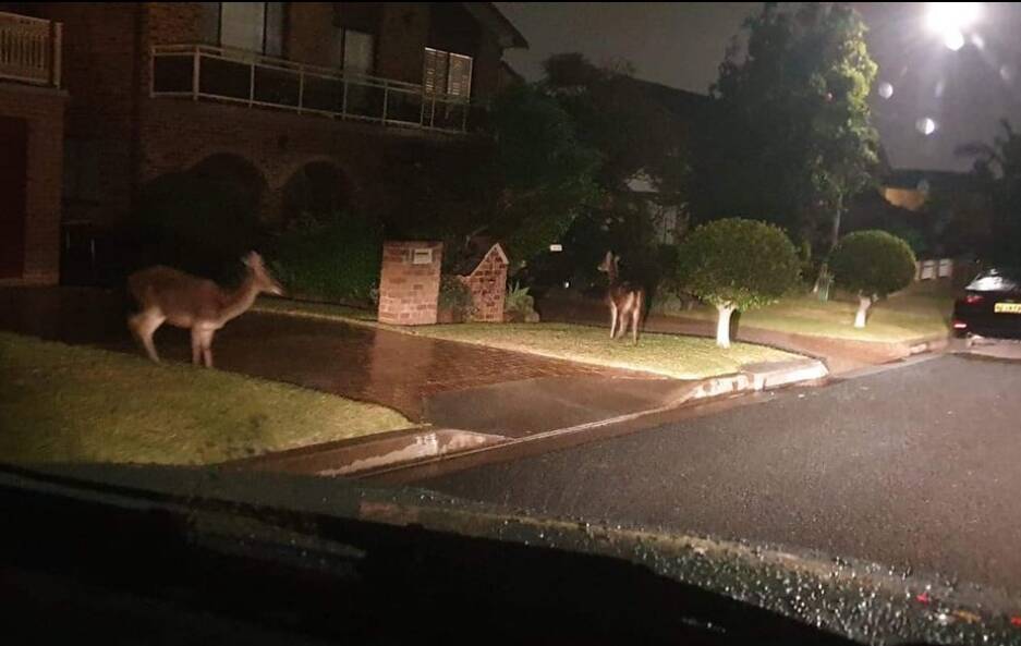 Sea change: A group of deer making a nuisance of themselves in Port Kembla in June, showing how far they have penetrated.