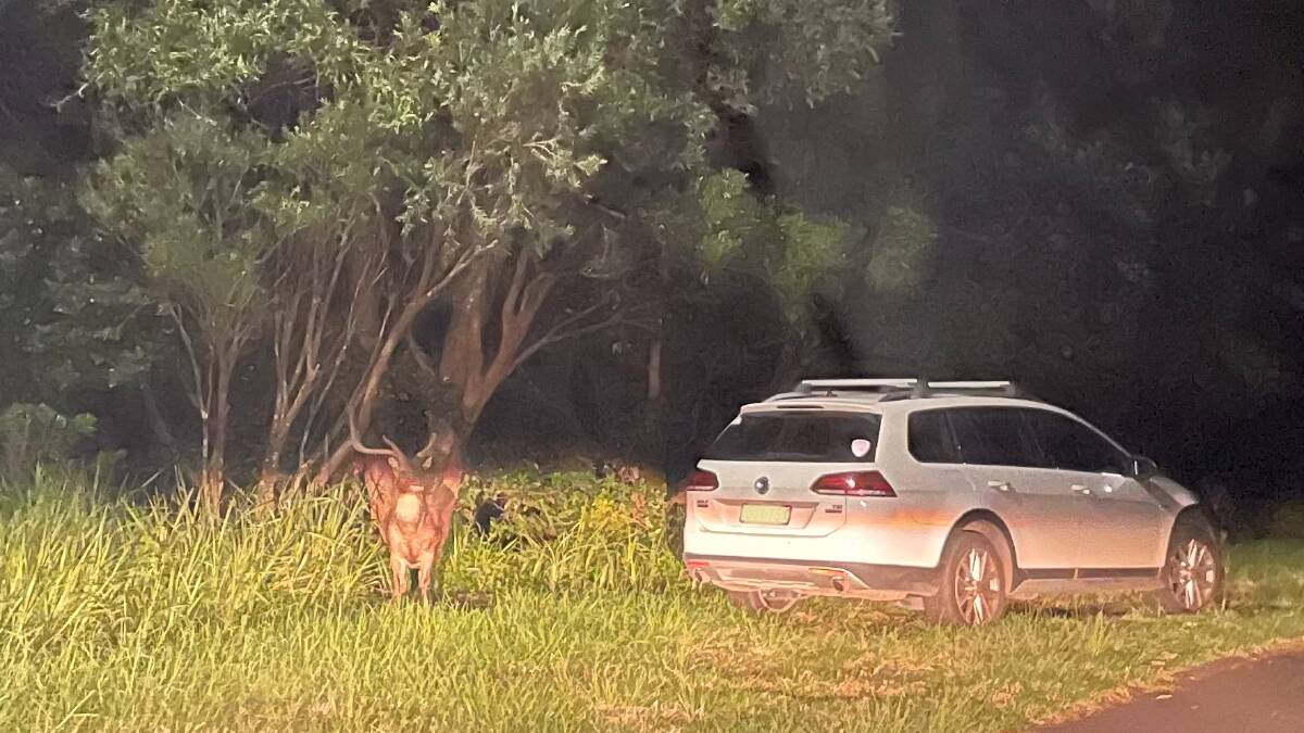 OPEN FOR INSPECTION: One of two rusa deer spotted on Hill St in Austinmer on Wednesday night.