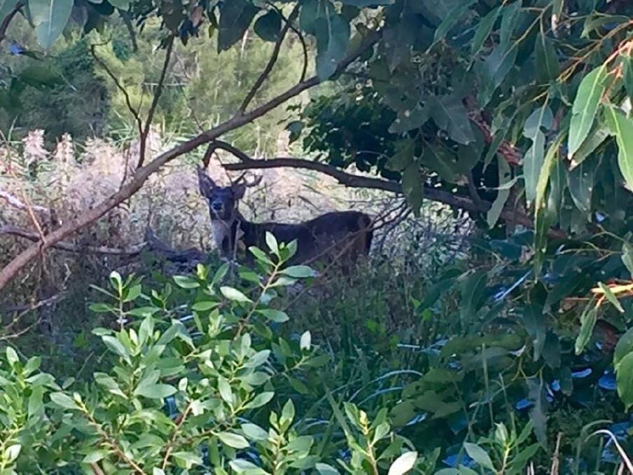 NICE SPOT FOR IT: Hazel Nisbet took this photo of a deer at Bellambi Lagoon ten days ago. Several residents have also reported sightings.