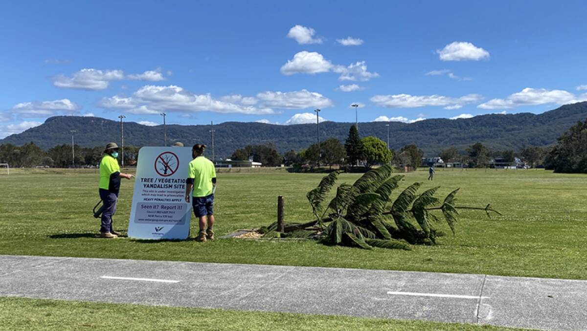 The established trees were near the bike path at Towradgi. Picture: Wollongong City Council.