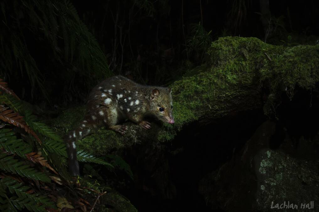 GOTCHA: James Dawson says because the spotted tail quoll is so elusive it is often 'hiding in plain sight'.