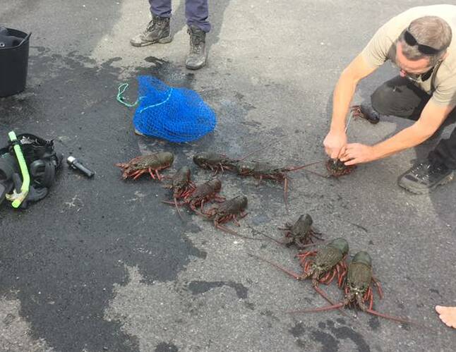 OCEAN'S 11: Some of the illegal crayfish - also known as rock lobsters - with which a fisherman was caught at Malua Bay near Batemans Bay.