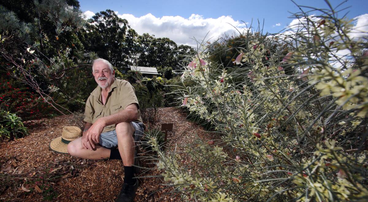 Labour of love: Ray Brown takes a moment out in the garden to which he has dedicated 30 years of work - the Illawarra Grevillea Park up high in Bulli. Picture: Robert Peet