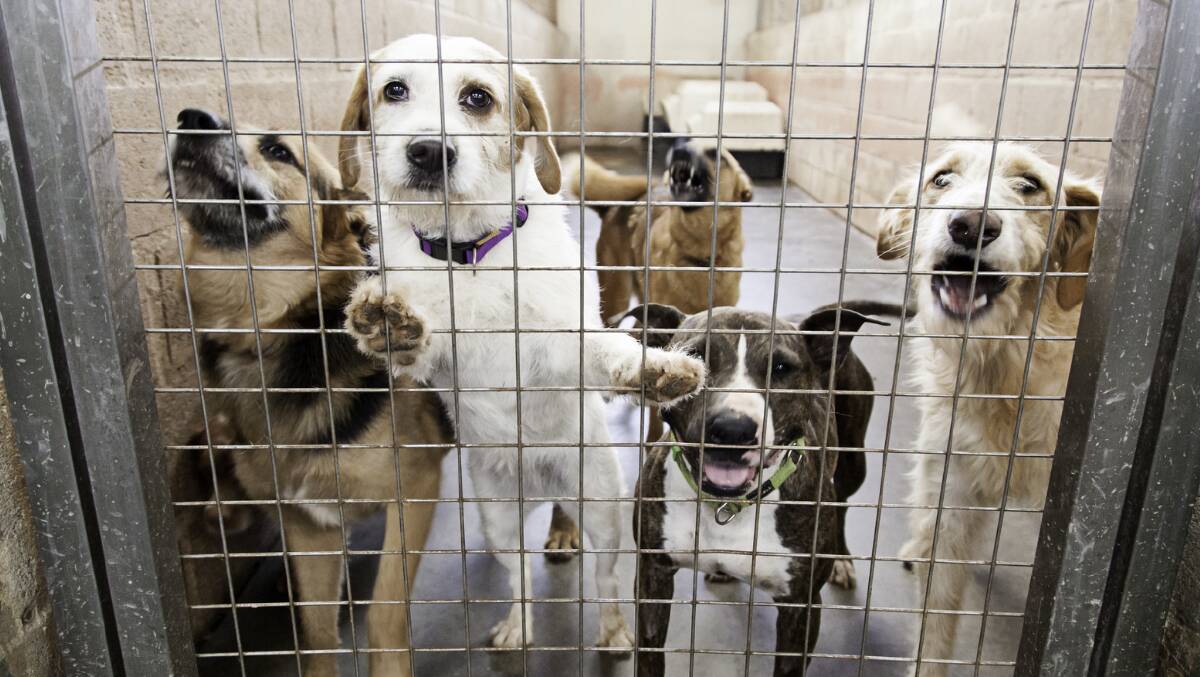 RSPCA Illawarra to remove overnight surrender cages for unwanted pets |  Illawarra Mercury | Wollongong, NSW