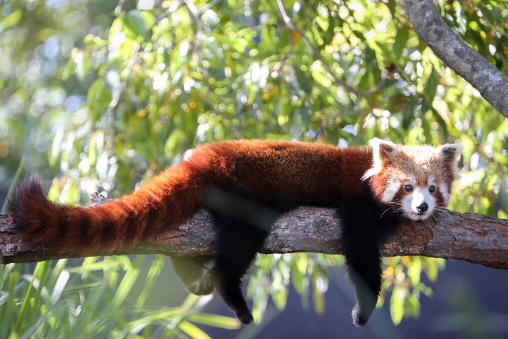 One of Symbio Wildlife Park's red pandas, named Kesari, has died after she escaped and was hit by a vehicle. File photo. Picture: Greg Ellis
