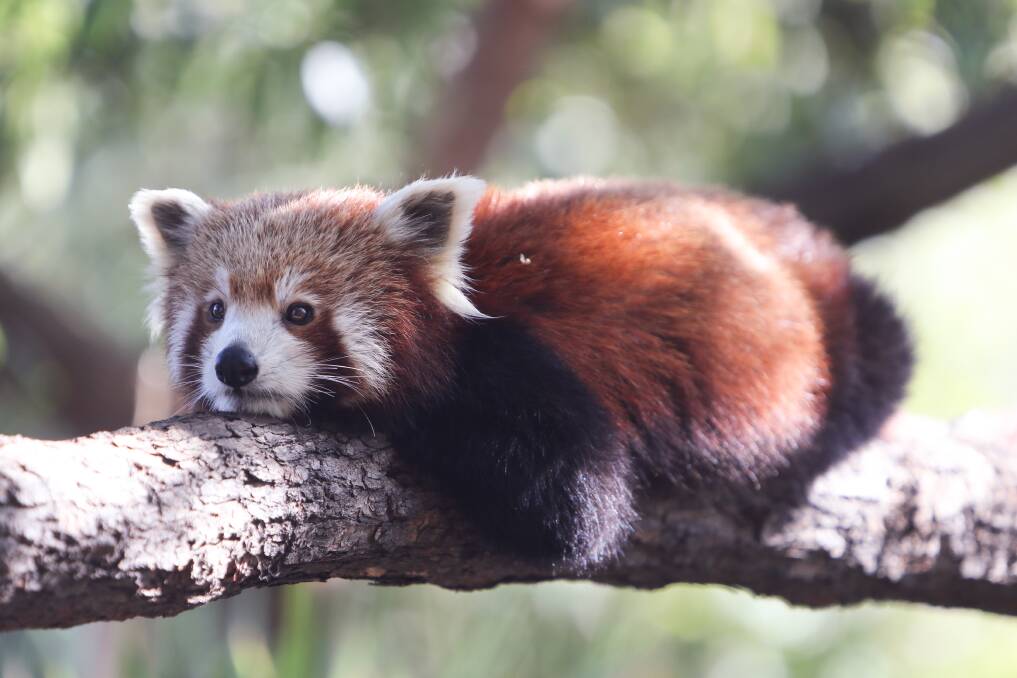 A red panda has been injured by a vehicle. Picture: Adam McLean