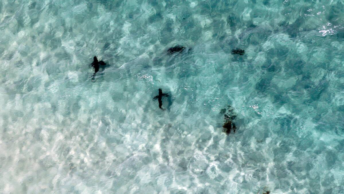 Sharks at Jervis Bay on New Year's Eve 2015. File picture by Sylvia Liber