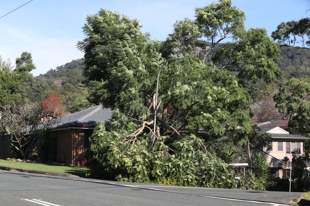 The powerful winds brought down a large tree branch in Sherwood Drive, Balgownie. Picture: Robert Peet