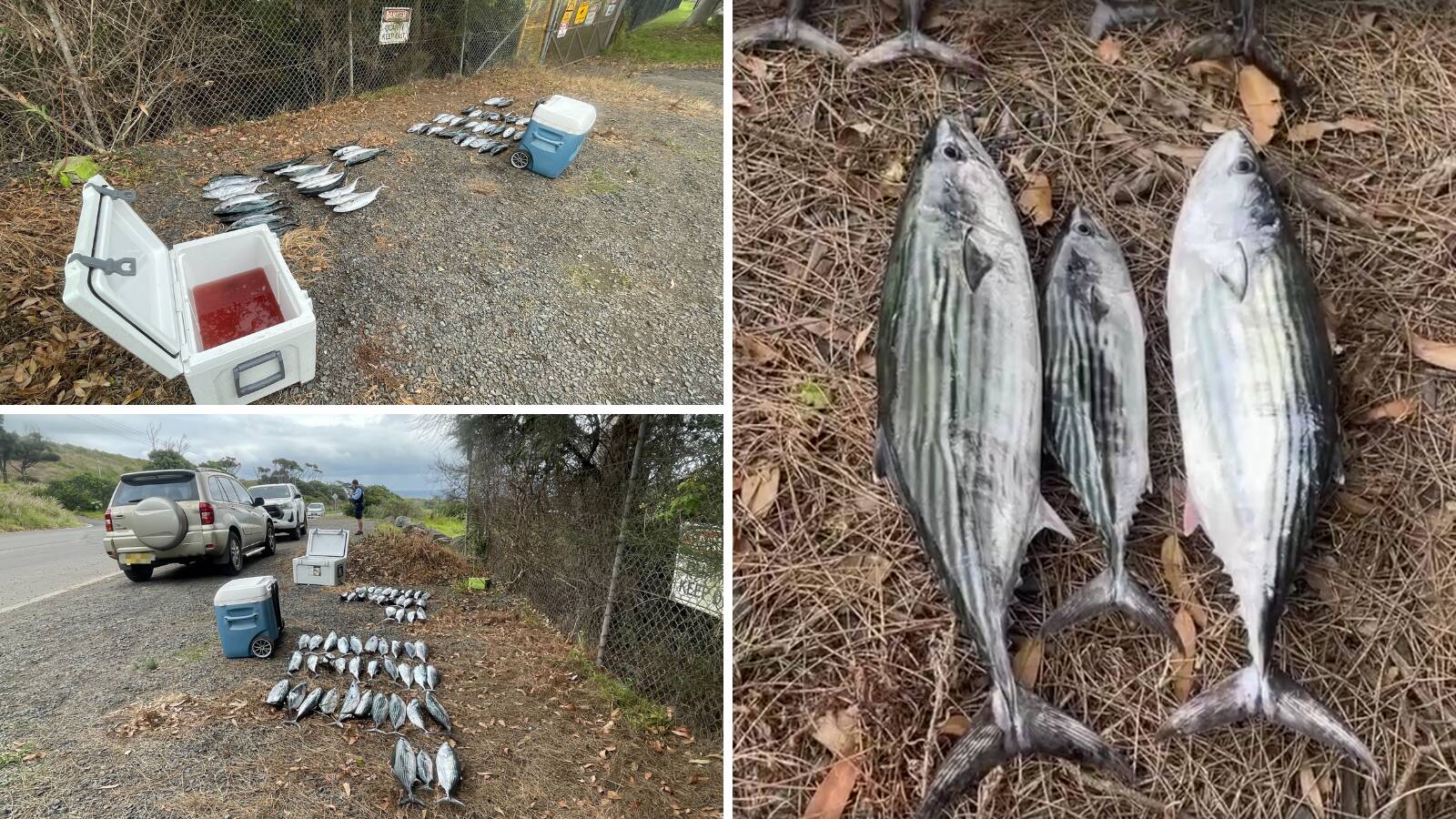 Apparent illegal catch exceeding bag limit detected at Bass Point, Illawarra Mercury