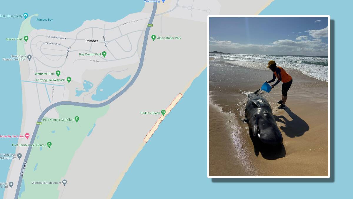 A map showing Perkins Beach, and a rescuer trying to assist the whale calf. Pictures from Google Maps and Lyndell Roberts, ORRCA