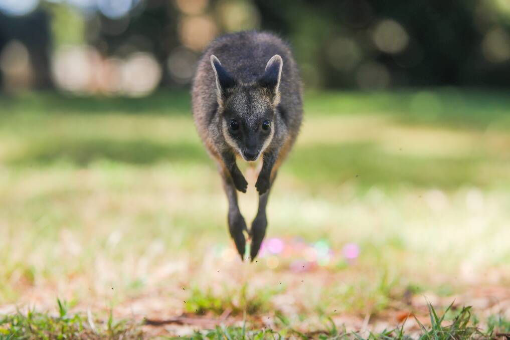 WILDLIFE: Swamp wallabies are among the native animals that call Blackbutt Forest home. Picture: Morgan Hancock