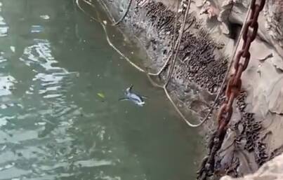 The penguin in the harbour, as seen in a video taken by Tanya Younan.