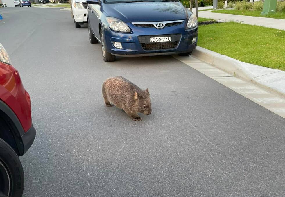 SURPRISE VISITOR: A wombat enjoying an early morning stroll on the streets of Shell Cove. Picture: Leah Karberg