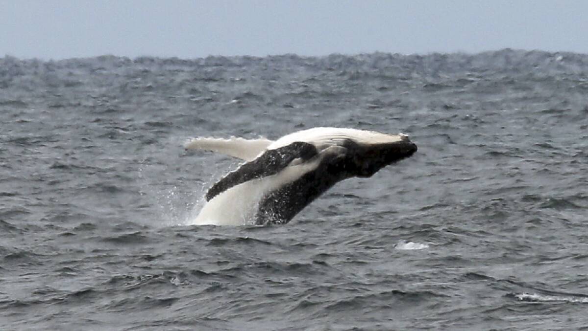 WHALE OF A TIME: Whale migration season has begun, with the marine mammals starting to pass along the Illawarra coast. File photo. Picture: Kirk Gilmour
