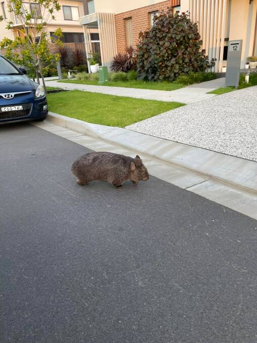 The wombat in Shell Cove. Picture: Leah Karberg