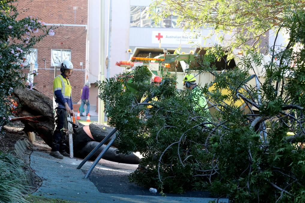 Workers remove the fallen kaffir plum tree on Monday, April 22. Picture by Robert Peet