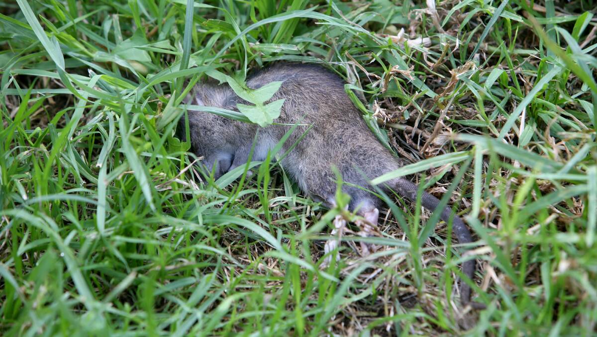 A dead rat at the Cliff Road unit complex. Picture by Sylvia Liber.