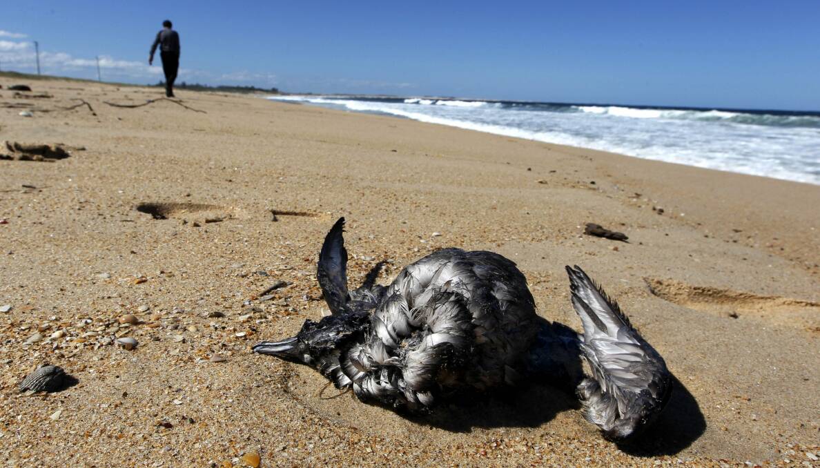 A dead short-tailed shearwater lying on a beach. File picture by Darren Pateman