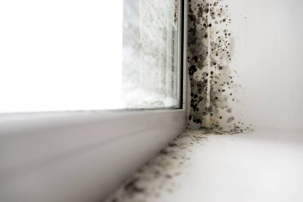 Many Illawarra residents have seen mould sprout up in their homes with all the wet weather. Picture: Shutterstock