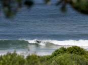 A surfer at Killalea Regional Park in March 2024. Picture by Sylvia Liber