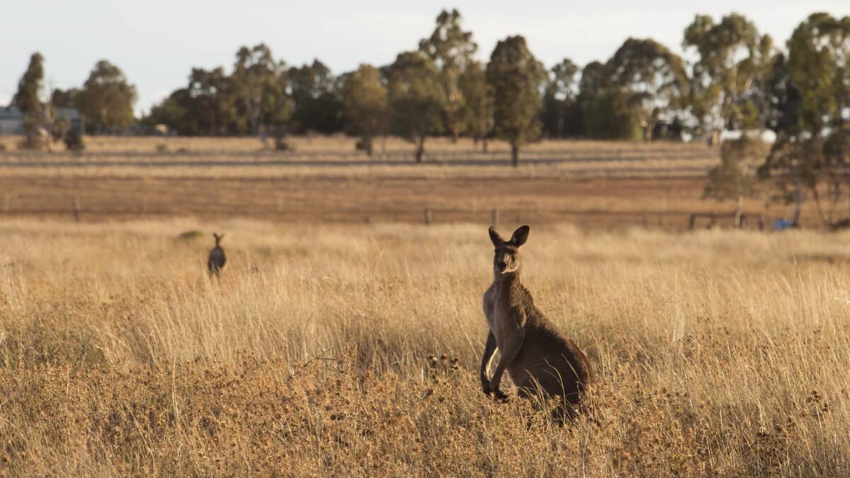 Licences are required for kangaroo culling. Photo: file