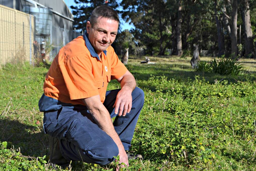 South Coast groundskeeper Daniel Delauney contracted Q fever from infected kangaroos at his workplace in Basin View.