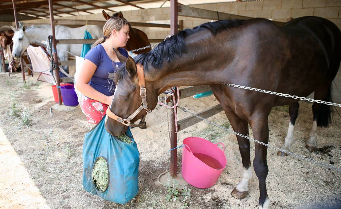 Isabella Sonter takes care of one of her family's horses, which have been relocated from their Exeter property to the Moss Vale Showground. Picture: Adam McLean