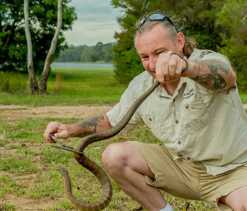 Slippery customer: Snakecatcher Ray McGibbon with the tiger snake he relocated from a property at Belmore Falls, Robertson, recently. Picture: Supplied