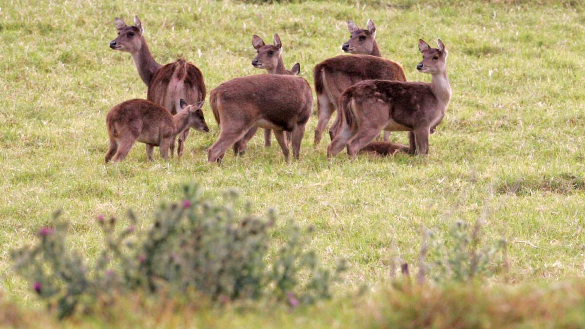 Wollongong council seeks help to cull ‘out-of-control’ feral deer