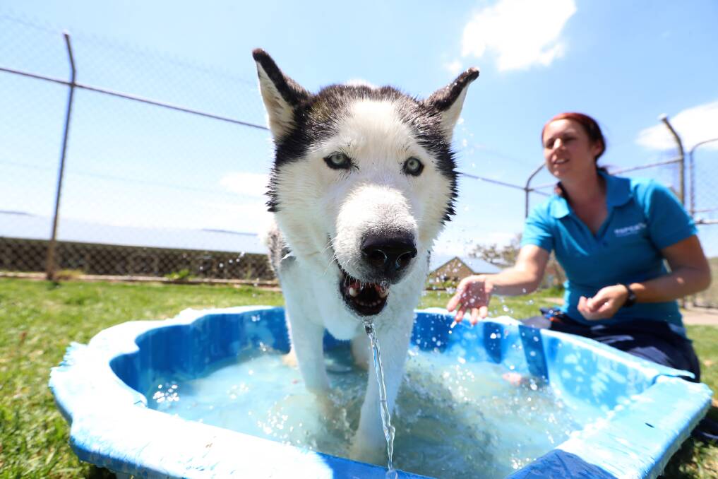 Hot dog: RSPCA Illawarra Shelter animal attendant Danielle Phillips helps Kimba the husky cool down during high temperatures on Tuesday. Picture: Sylvia Liber