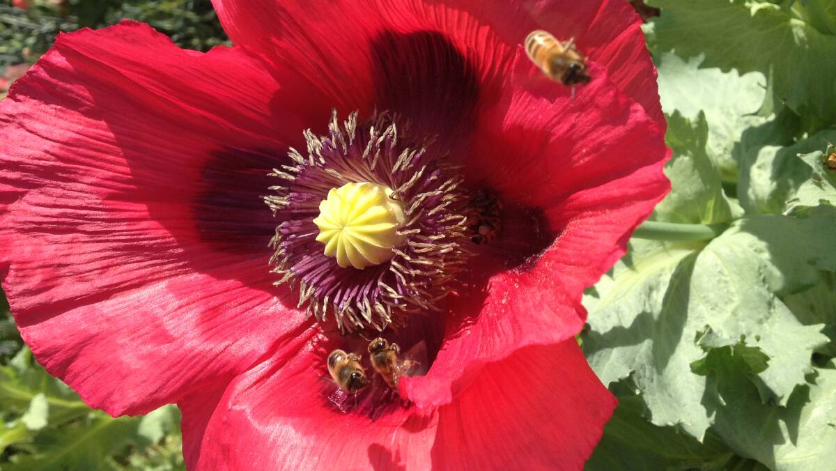 Flower power: A shot of busy bees in the garden by Tina Luis. Send us your photos to letters@illawarramercury.com.au or post on our Facebook page.